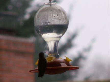 hbird2