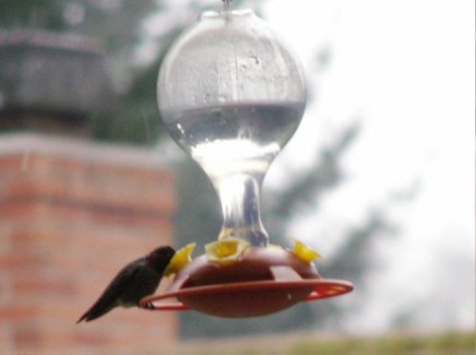 hbird3