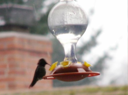 hbird4