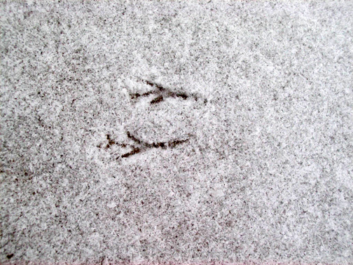 birdprints1